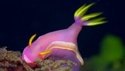 Sea Slug