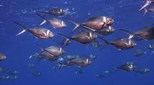 Pompano And Jack
