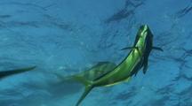 Dolphinfish