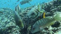 Triggerfish