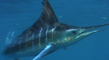 Marlin And Swordfish