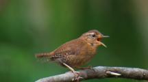 Wren