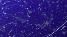 Phytoplankton