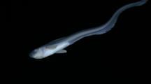 Tadpole Fish And Jellynose Fish