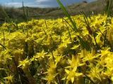 Stonecrop