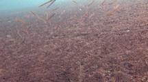 Sand-diver