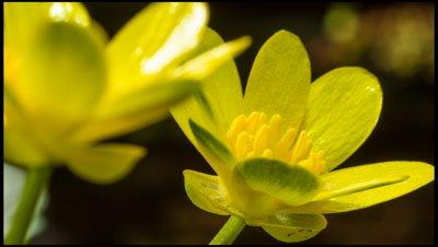 Buttercup