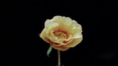 Peony
