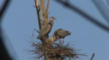 Birds Nesting