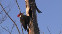 Woodpecker