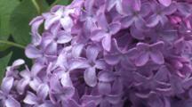 Lilac And Olive