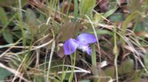 Milkwort