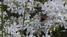 Phlox
