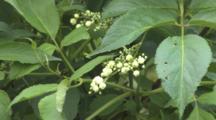 Elderberry