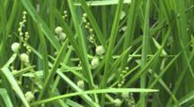Water-plantain