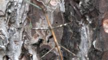Stick-insect