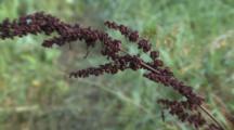 Amaranth