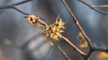 Witch-hazel
