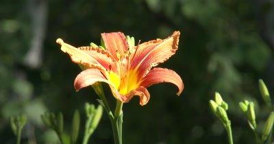 Lily