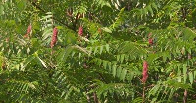 Sumac