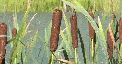 Bulrush And Reed