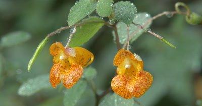 Impatiens