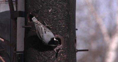 Nuthatch
