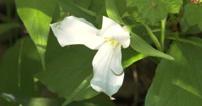 Birthwort
