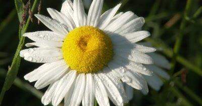 Daisy And Sunflower