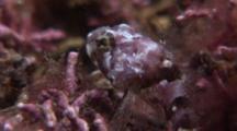 Sea Scorpion