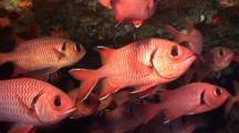 Soldierfish