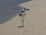 Crab-plover